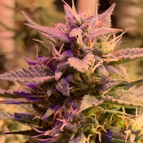 Gelato Auto growlog timeline photo