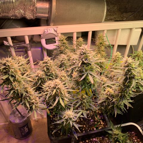 Gelato Auto growlog timeline photo