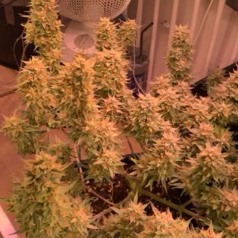 Gelato Auto growlog timeline photo