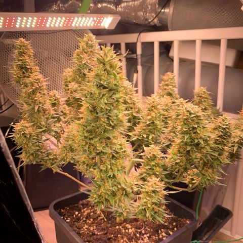 Gelato Auto growlog timeline photo