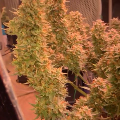 Gelato Auto growlog timeline photo