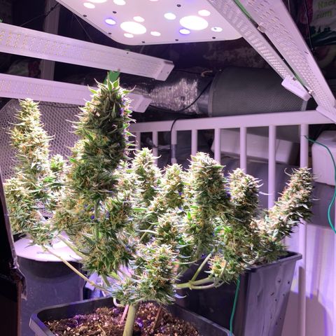 Gelato Auto growlog timeline photo