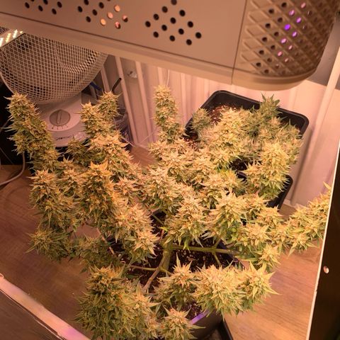 Gelato Auto growlog timeline photo
