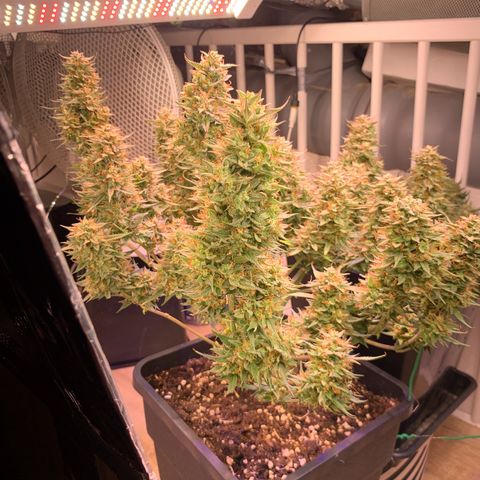 Gelato Auto growlog timeline photo
