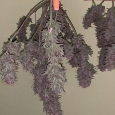 Gelato Auto growlog timeline photo