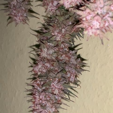 Gelato Auto growlog timeline photo