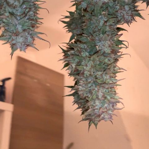 Gelato Auto growlog timeline photo