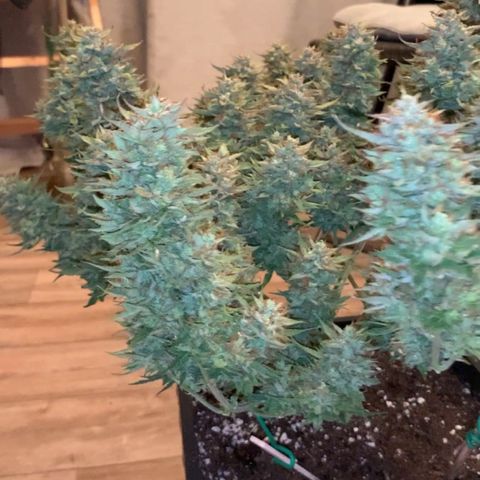 Gelato Auto growlog timeline photo