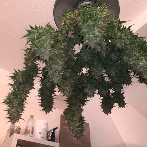 Gelato Auto growlog timeline photo