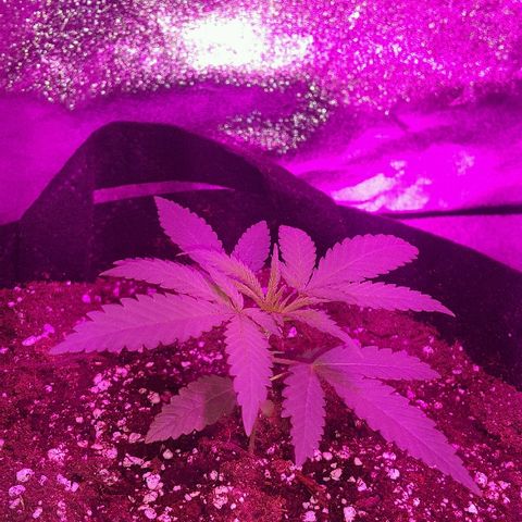 Super Silver Haze growlog timeline photo