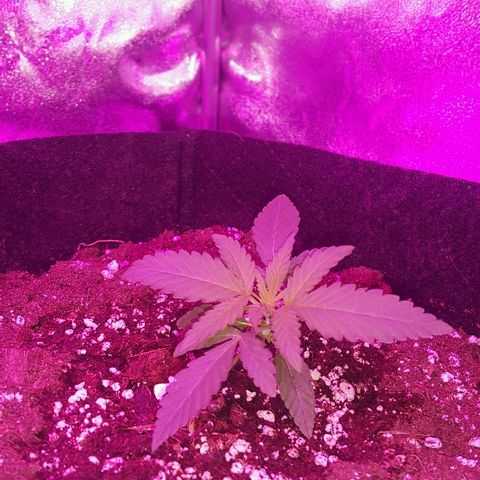 Super Silver Haze growlog timeline photo
