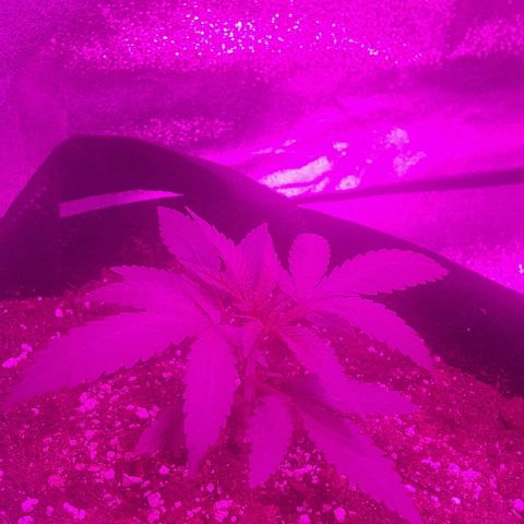 Super Silver Haze growlog timeline photo