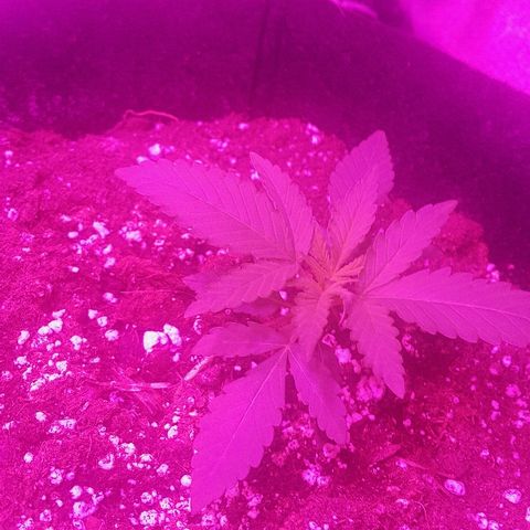 Super Silver Haze growlog timeline photo