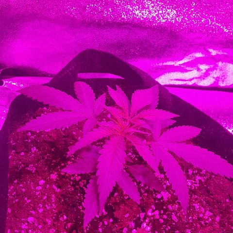 Super Silver Haze growlog timeline photo