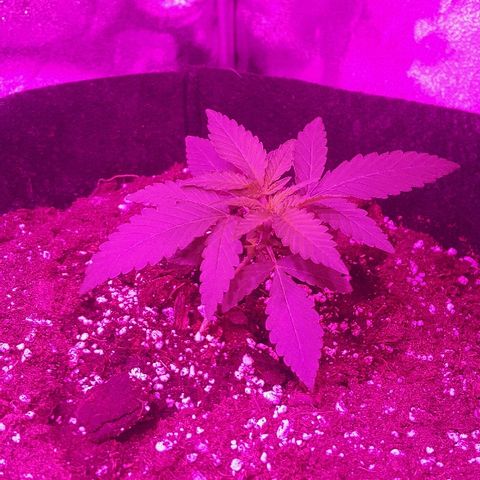 Super Silver Haze growlog timeline photo