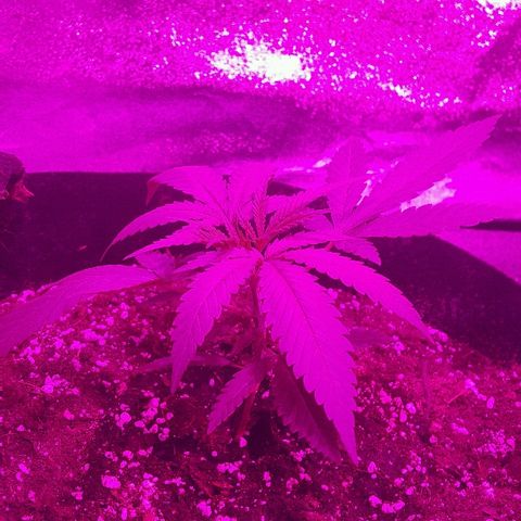 Super Silver Haze growlog timeline photo