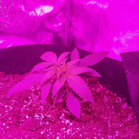 Super Silver Haze growlog timeline photo