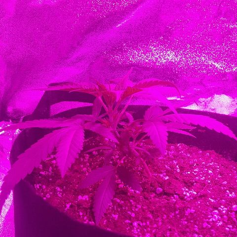 Super Silver Haze growlog timeline photo