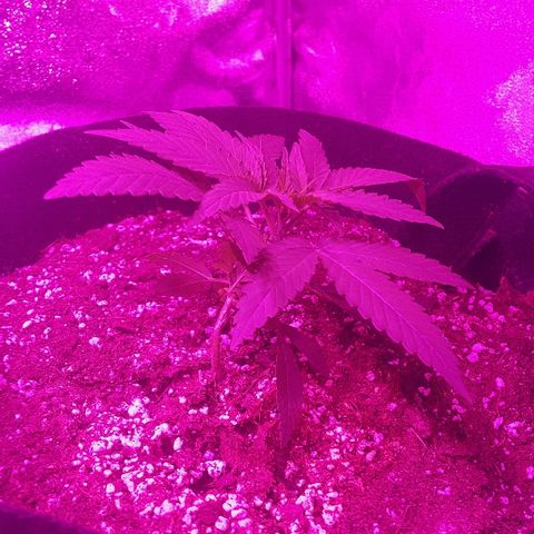 Super Silver Haze growlog timeline photo