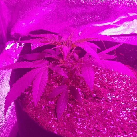 Super Silver Haze growlog timeline photo