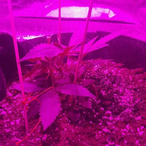 Super Silver Haze growlog timeline photo