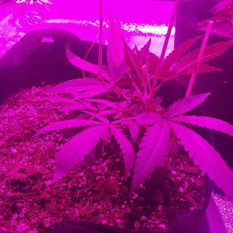 Super Silver Haze growlog timeline photo