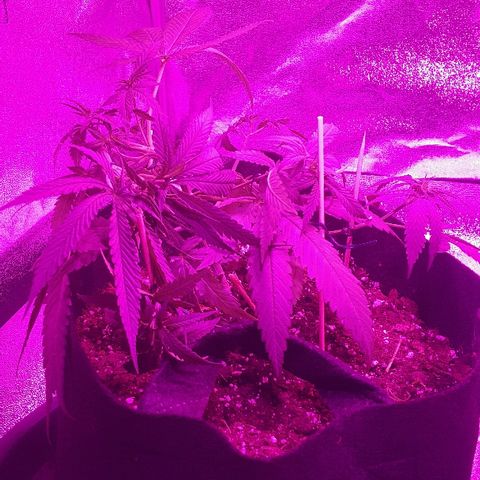 Super Silver Haze growlog timeline photo