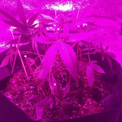Super Silver Haze growlog timeline photo