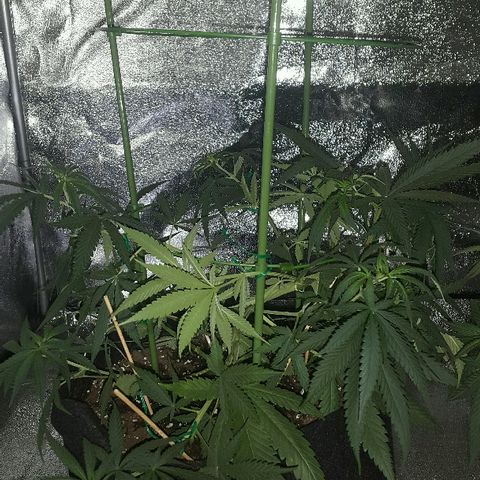 Super Silver Haze growlog timeline photo