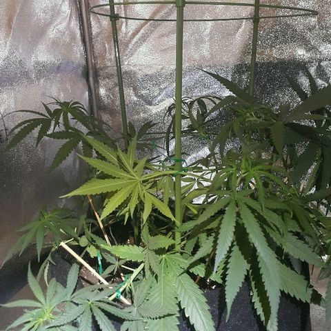 Super Silver Haze growlog timeline photo