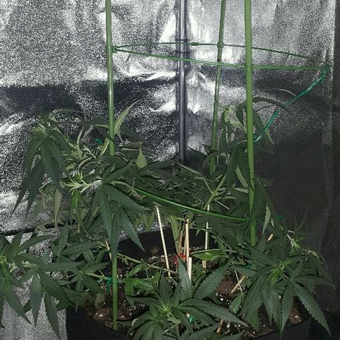 Super Silver Haze growlog timeline photo