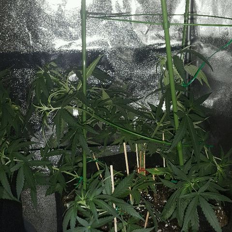 Super Silver Haze growlog timeline photo