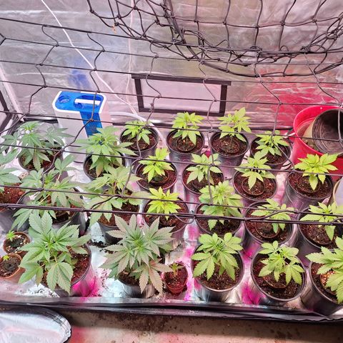 Wedding cake X Moonshine Haze growlog photo