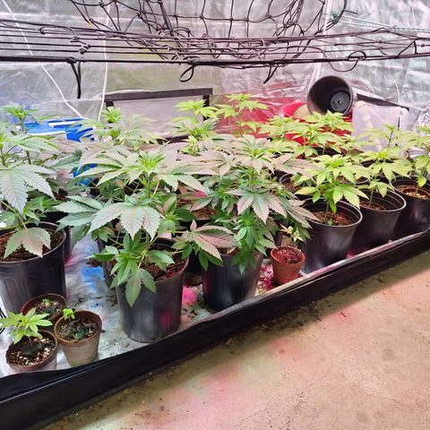 Wedding cake X Moonshine Haze growlog photo