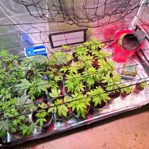 Wedding cake X Moonshine Haze growlog photo