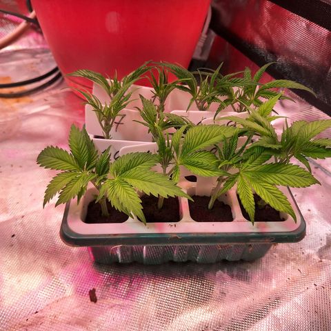 Wedding cake X Moonshine Haze growlog photo: Clones day 1