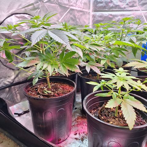 Wedding cake X Moonshine Haze growlog timeline photo