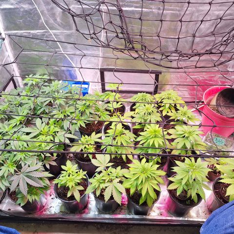 Wedding cake X Moonshine Haze growlog timeline photo