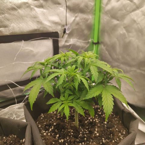 Milky Way F1 Auto (RQS) growlog timeline photo