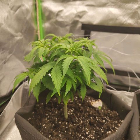 Milky Way F1 Auto (RQS) growlog timeline photo