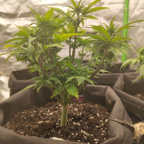 Royal Cookie Auto growlog timeline photo