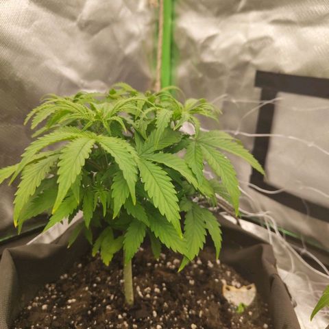 Milky Way F1 Auto (RQS) growlog timeline photo