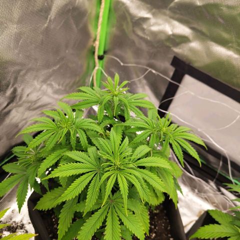 Milky Way F1 Auto (RQS) growlog timeline photo