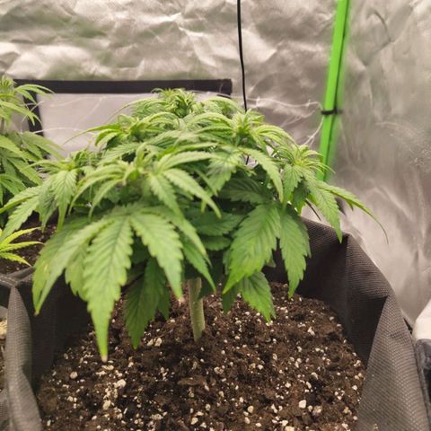 Milky Way F1 Auto (RQS) growlog timeline photo