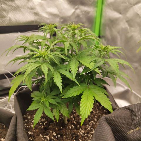 Milky Way F1 Auto (RQS) growlog timeline photo