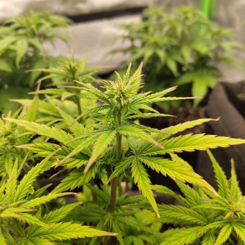 Royal Cookie Auto growlog timeline photo
