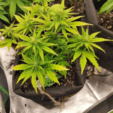Royal Cookie Auto growlog timeline photo
