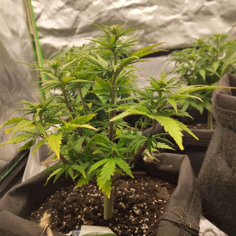 Royal Cookie Auto growlog timeline photo