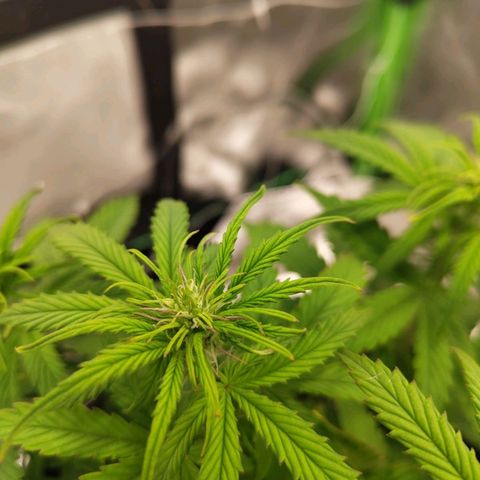Milky Way F1 Auto (RQS) growlog photo: Beginn der Blüte