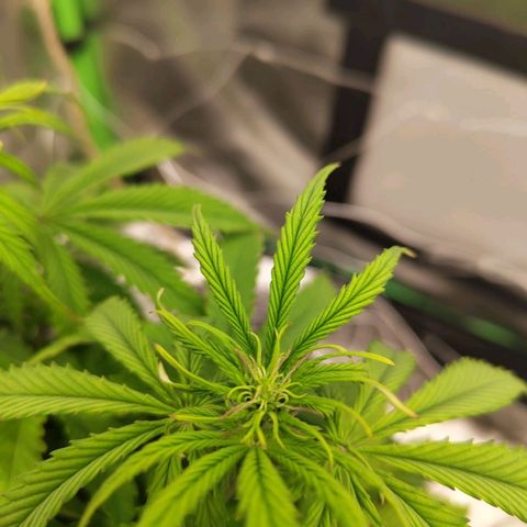 Milky Way F1 Auto (RQS) growlog photo: Beginn der Blüte